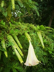 Brugmansia suaveolens