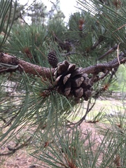 Pinus durangensis