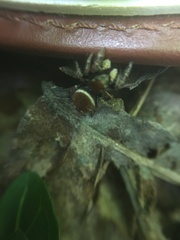 Phidippus whitmani