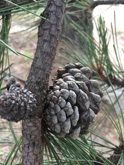 Pinus durangensis