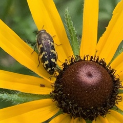 Acmaeodera mixta
