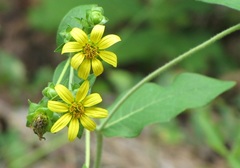 Silphium asteriscus dentatum