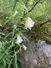 Digitalis lutea