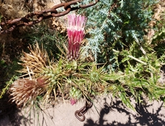 Cirsium arizonicum arizonicum