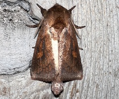 Bellura densa