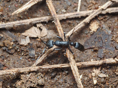 Leptogenys falcigera