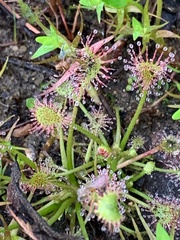 Drosera intermedia