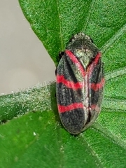 Huaina inca