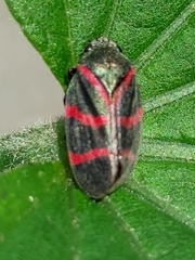 Huaina inca