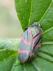 Huaina inca