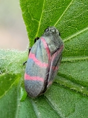 Huaina inca