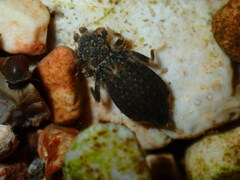 Stylogomphus sigmastylus