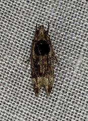 Pseudochelaria walsinghami