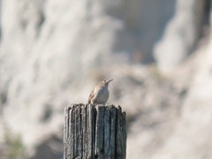 Salpinctes obsoletus obsoletus