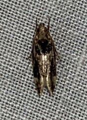 Pseudochelaria walsinghami