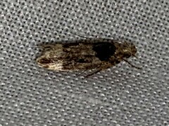 Pseudochelaria walsinghami