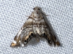 Eoparargyractis irroratalis