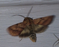 Pyrrhia exprimens