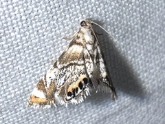Eoparargyractis irroratalis