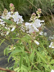 Sidalcea candida