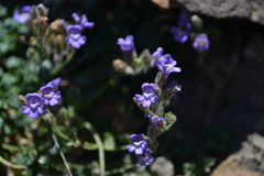 Chaenorhinum origanifolium