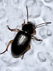 Metophonus