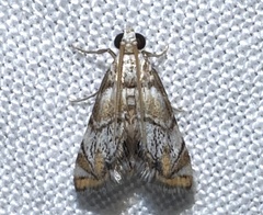 Eoparargyractis irroratalis