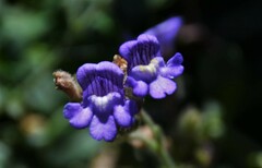 Chaenorhinum origanifolium