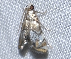 Eoparargyractis irroratalis
