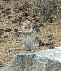 Callospermophilus lateralis bernardinus