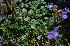 Chaenorhinum origanifolium
