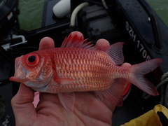 Myripristis hexagona