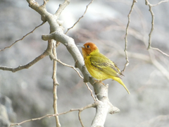 Setophaga petechia aequatorialis