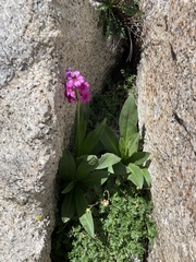 Primula parryi