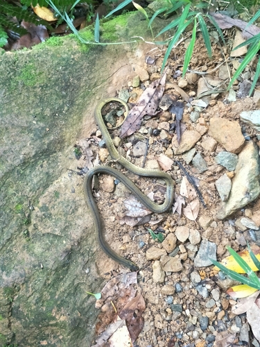 Photo of a Black Odd-scaled Snake (Achalinus niger)