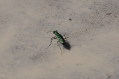 Ellipsoptera marutha