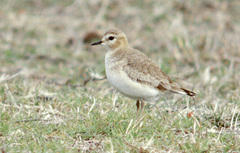 Charadrius montanus