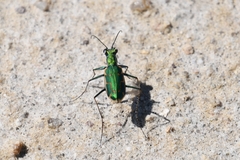 Ellipsoptera marutha