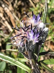 Saussurea angustifolia