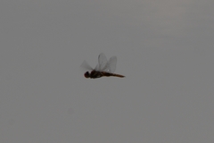 Pantala hymenaea