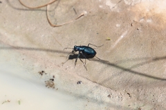 Cicindela nigrocoerulea