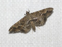 Merodictya marmorata