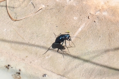Cicindela nigrocoerulea