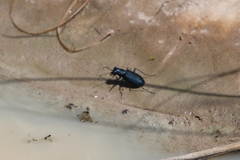 Cicindela nigrocoerulea