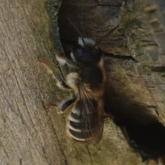 Megachile ericetorum
