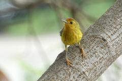 Setophaga petechia aequatorialis