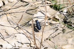 Cicindela nigrocoerulea