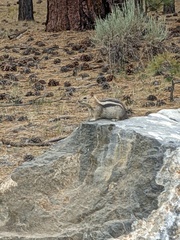 Callospermophilus lateralis bernardinus