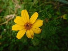 Tagetes zypaquirensis