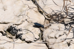 Cicindela nigrocoerulea